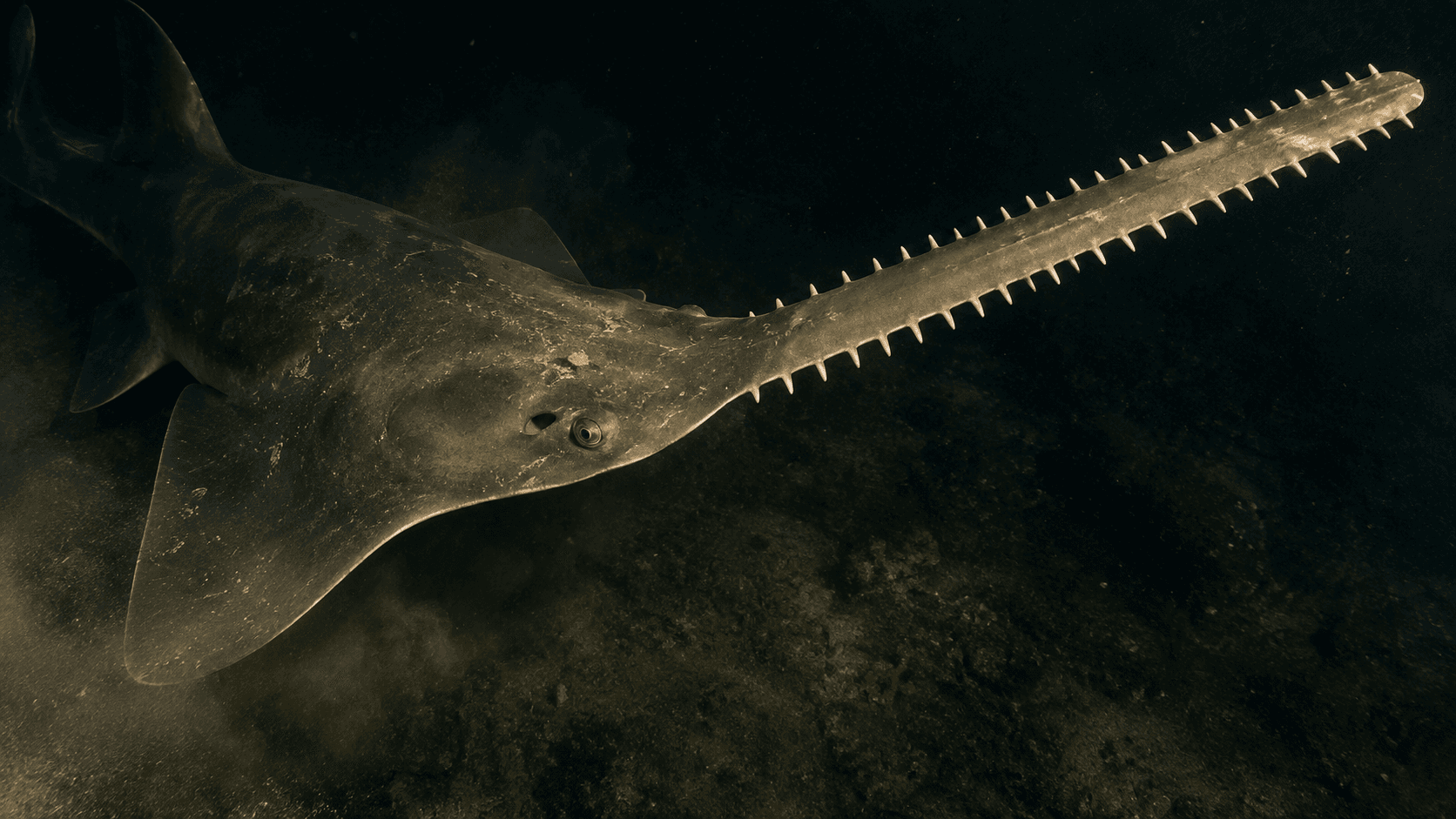Sawfish rostrum anatomy